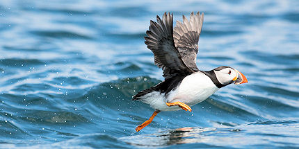 Look out for characterful puffins